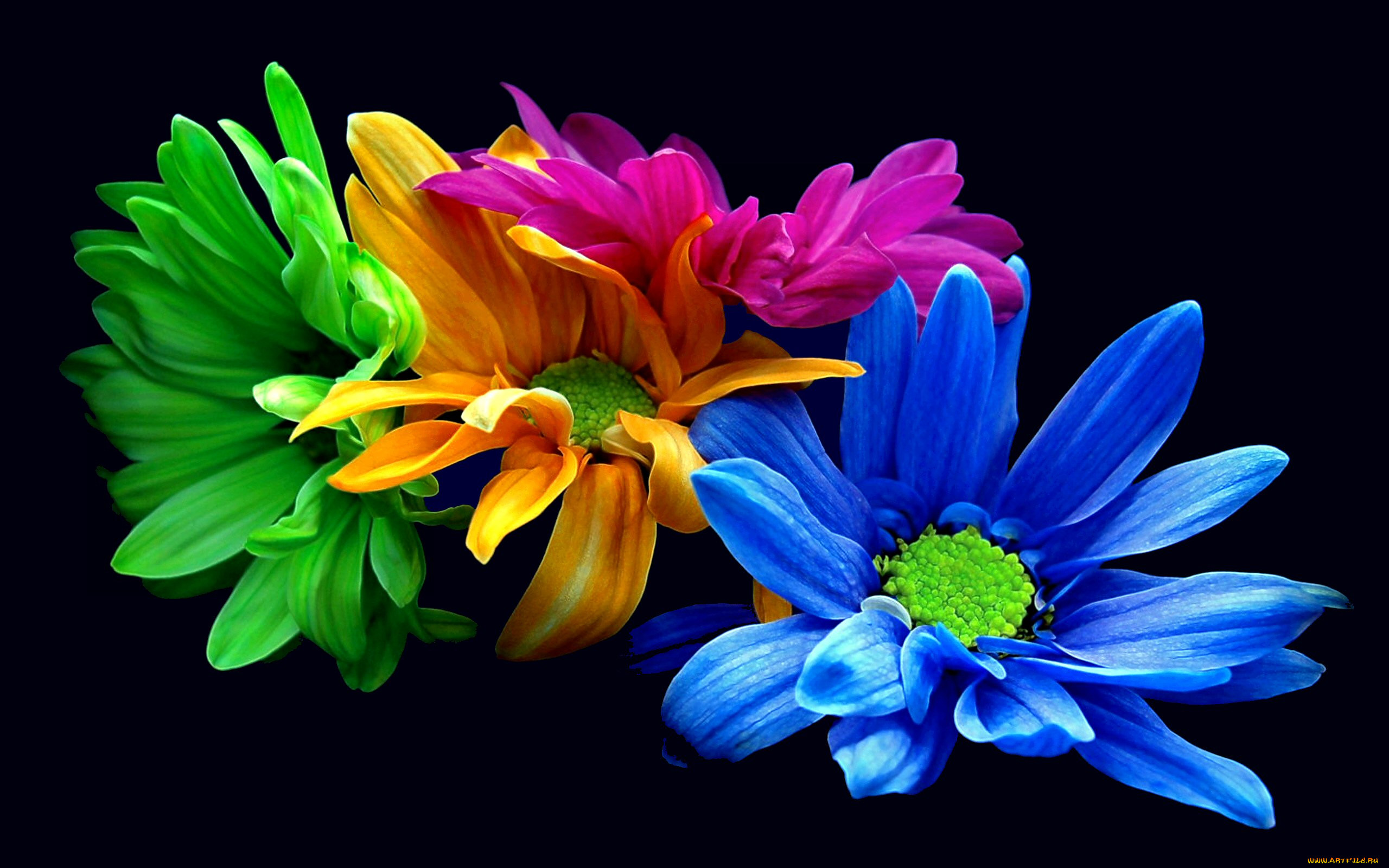 flowers, colorful, , , 